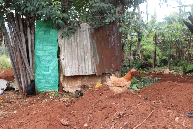 Dans les champs retournés, les poules cherchent les graines semées. Crédit photo: @JosianeKouagheu